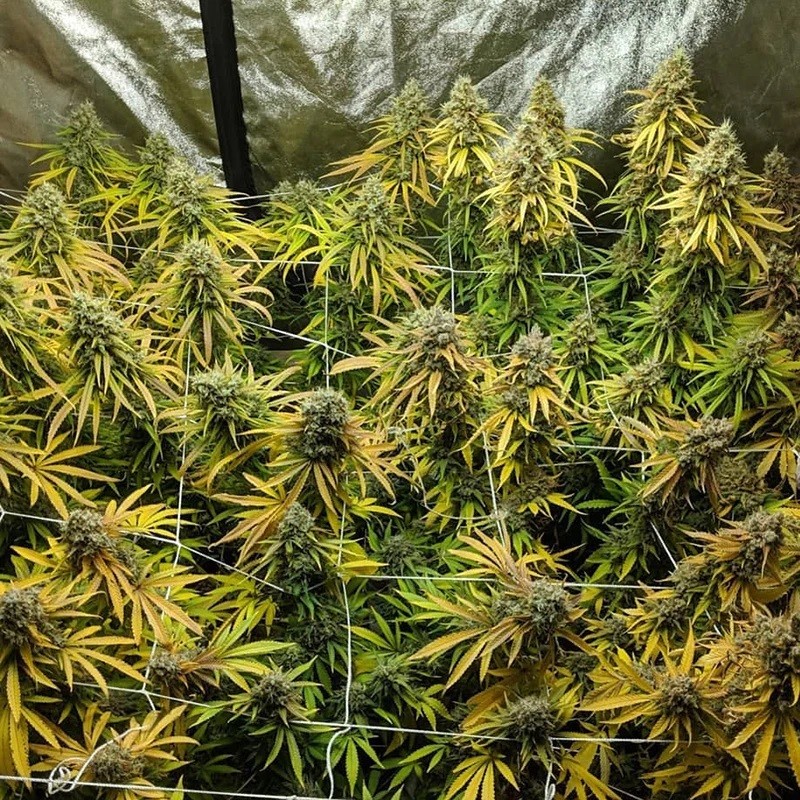 Dernière affaire concernant 9 paramètres pour la croissance de cannabis que vous devez savoir